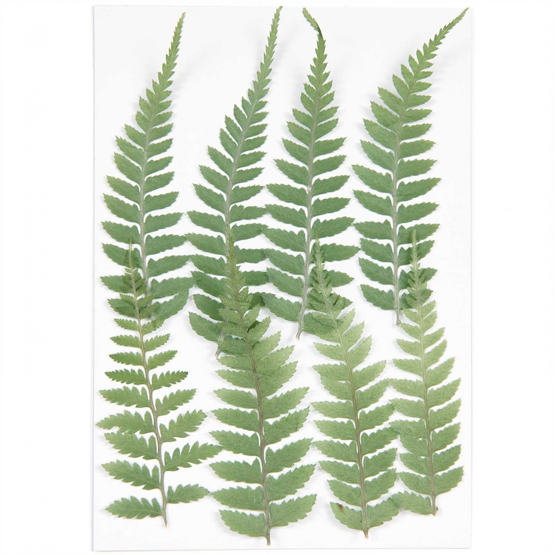 Small fern (8pcs) - (flores prensadas)