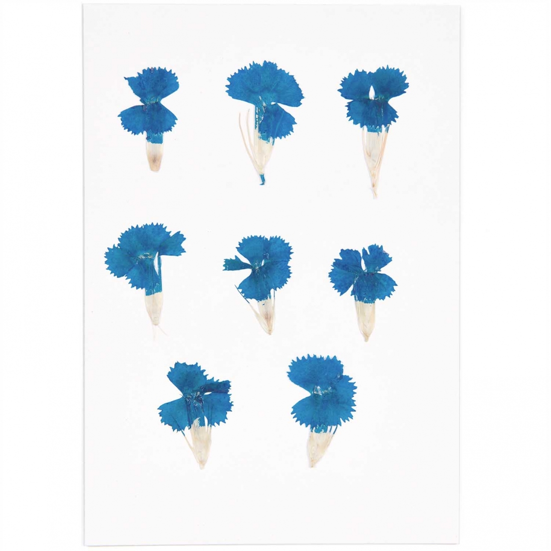 Chinese dianthus blue (6pcs) - (flores prensadas)