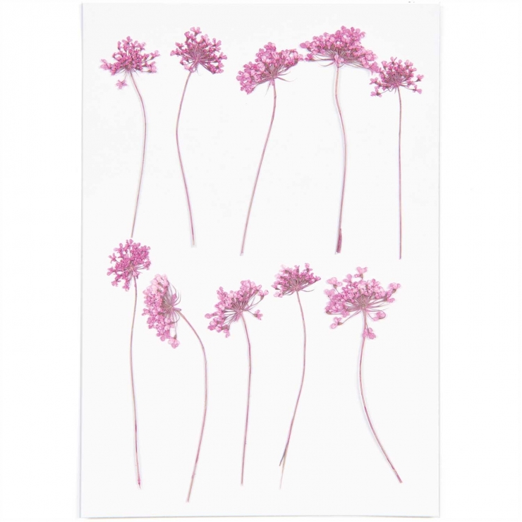 ammi pink (8pcs) - (flores prensadas)