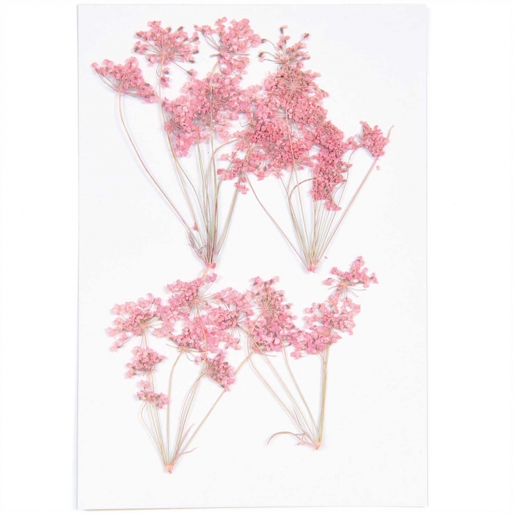 ammi branch pink (4pcs) - (flores prensadas)