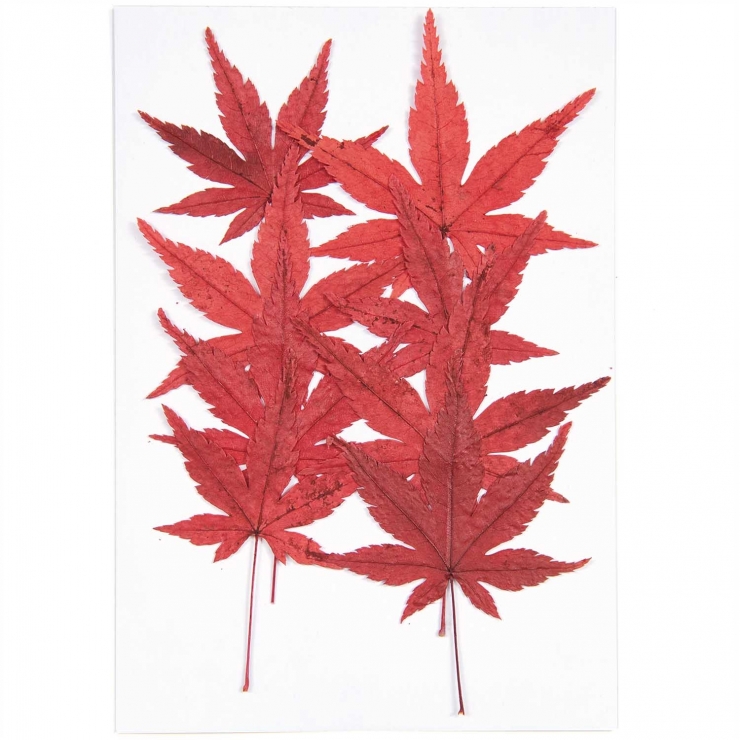 Maple leaf (8pcs) - (flores prensadas)