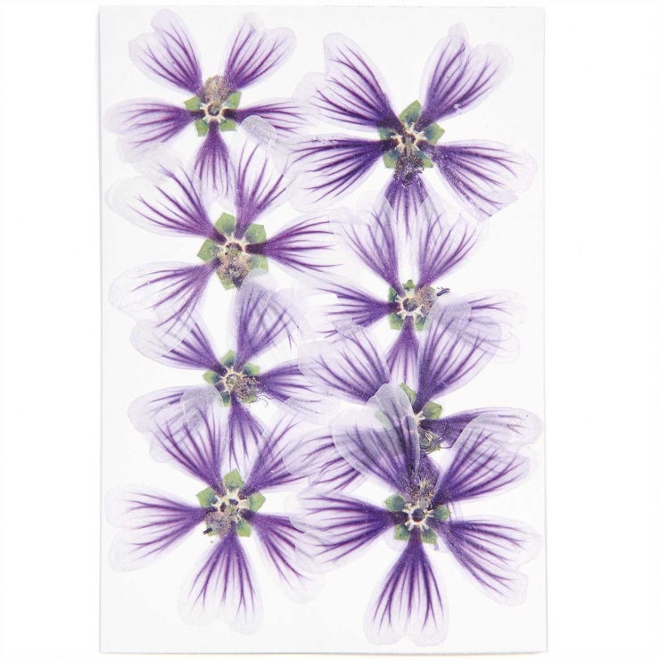 Hollyhock violet (8pcs) - (flores prensadas)