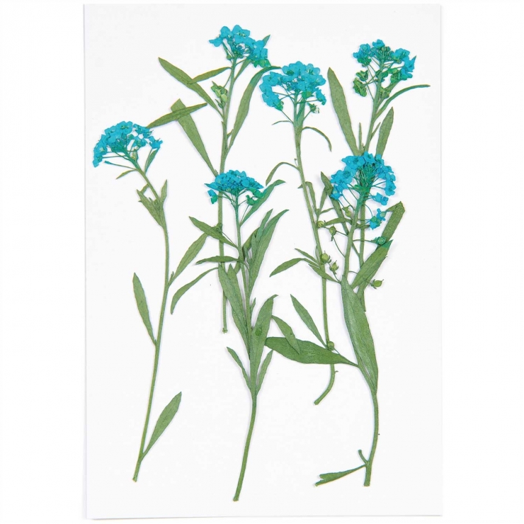 Sweet alyssum blue (6pcs) - (flores prensadas)