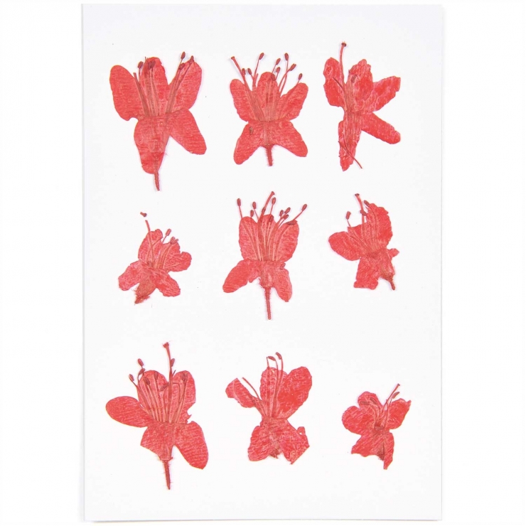 azalea (8pcs) - (flores prensadas)