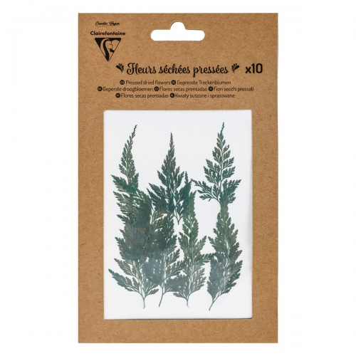 Flores secas Fougeres...