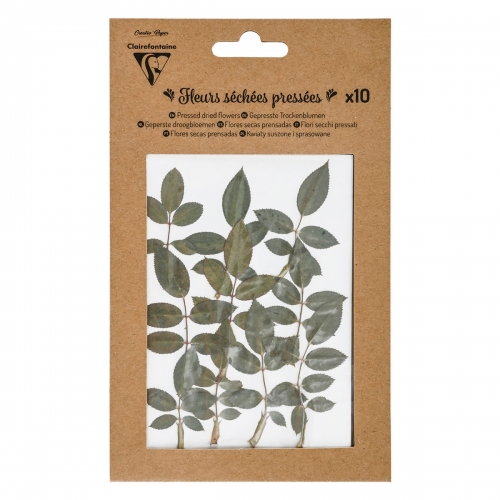 Flores secas Feuilles...