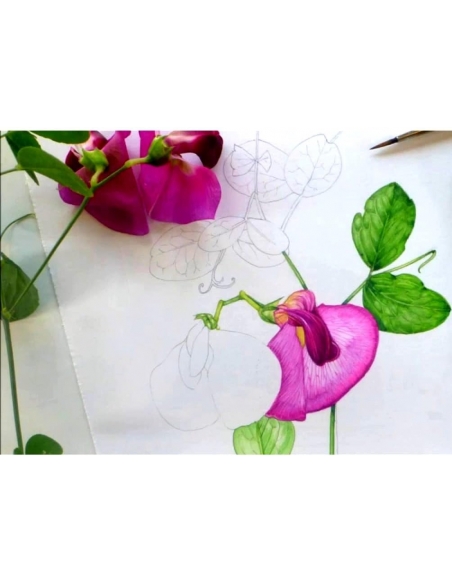 Cuaderno para herbario 21x21cm, A4 o 24x32cm